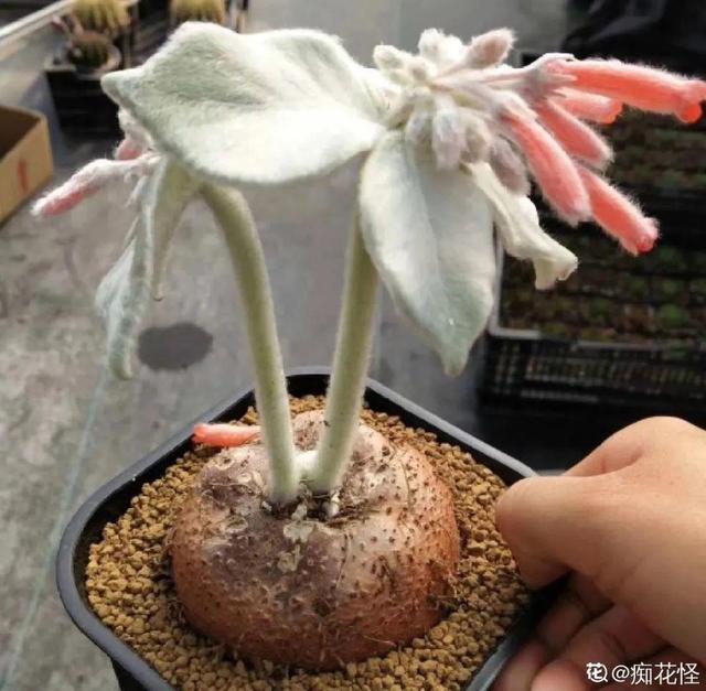 树萝卜 树萝卜（树萝卜下山桩怎么养） 生活