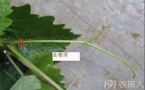 还在害怕葡萄落花落果吗？这2种调节剂帮你忙！2