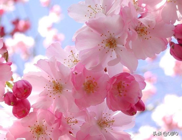 桃花庵歌 明 唐寅「桃花庵歌节选明唐寅」