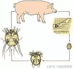 过度角化分那两种类型