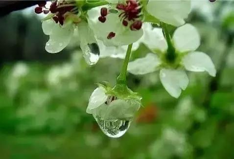 梨花盛开的古诗「有关梨花的诗句古诗词」