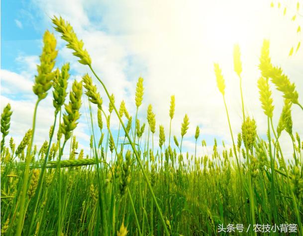 小麦返青正当时，这样用药除草效果猛翻好多倍！6