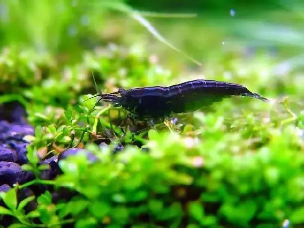 雪球虾虾的种类大全图解