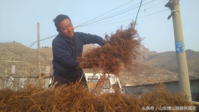 种植猕猴桃绕不过的根腐病，图文展示发病原因以及对应治疗方法12