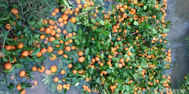 祸害农民的假农药厂商曝光，哪些品种成为了晚熟柑橘“果王”？2