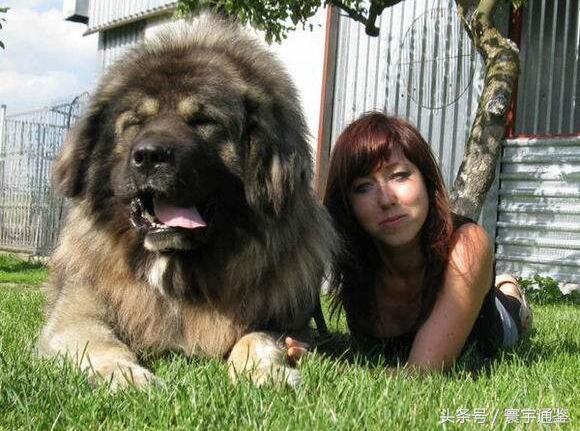 高加索犬vs藏獒