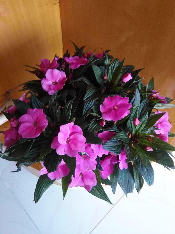 火鹤花有毒吗