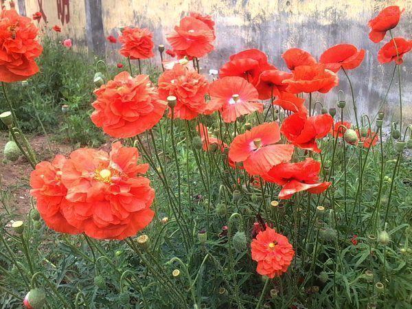 火鹤花有毒吗 火鹤花有毒吗（火鹤花有毒吗） 生活