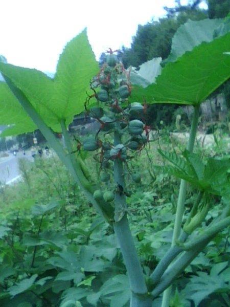 火鹤花有毒吗