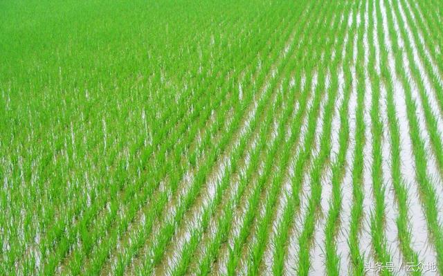 水稻移栽前后用什么除草剂效果较好？大田化除要注意哪些事项？
