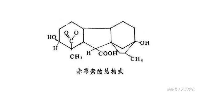 九二〇（赤霉素）保果还是毁果，就在一念之间！慎用！1