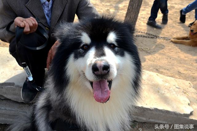 阿拉斯加雪橇犬价格