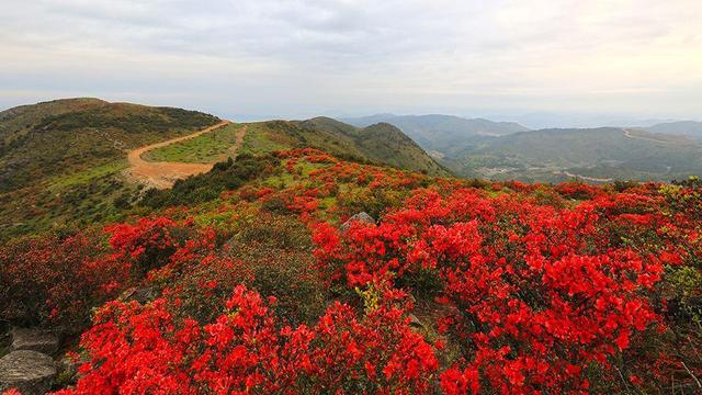 杜鹃花语