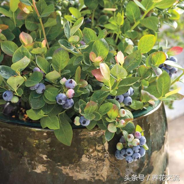 蓝莓种植技术与管理 在家里种蓝莓掌握这10个技巧，想要开花结果就很简单了
