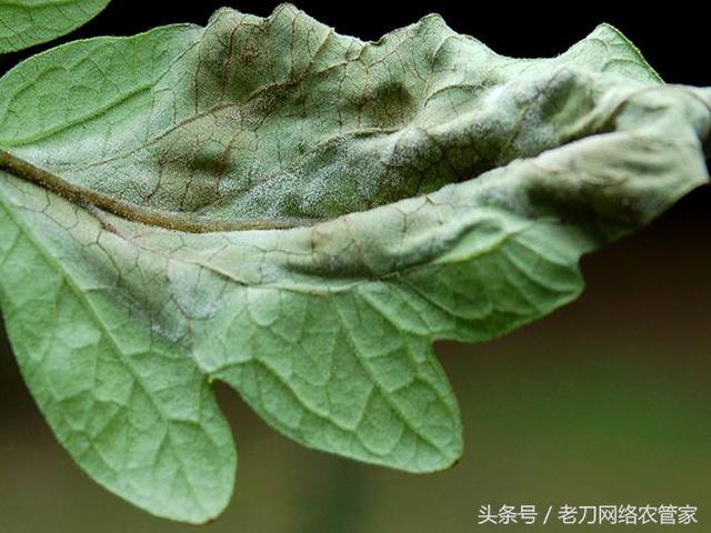 番茄晚疫病怎么处理?晚疫病的解决措施4