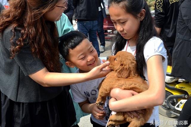 卡斯罗犬价格 卡斯罗犬价格（卡斯罗犬多少钱一只） 动物