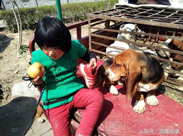 卡斯罗犬价格 卡斯罗犬价格（卡斯罗犬多少钱一只） 动物