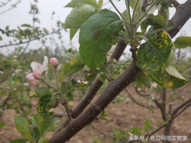 苹果花叶，这是病毒病爆发！抓紧防治，复壮树势2