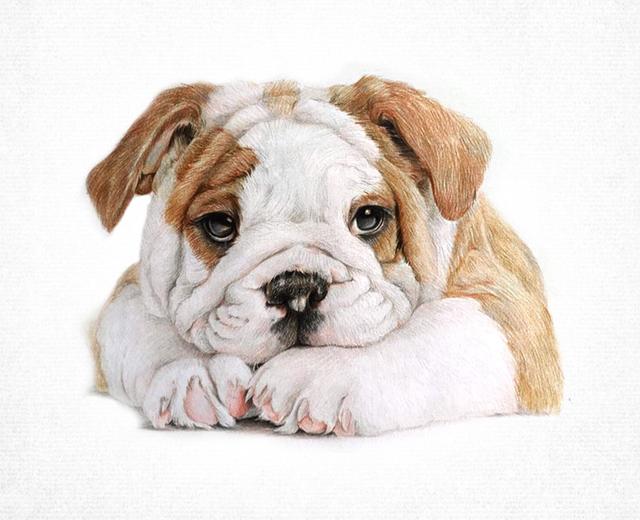 萌宠彩铅画教程