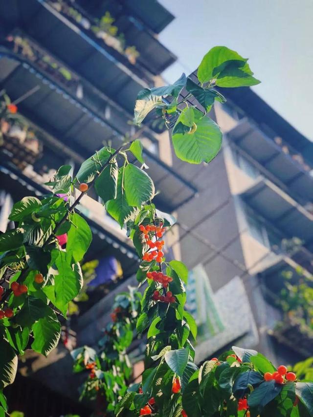 早上為什么涼面不好賣？為什么家里做的涼面不香，你知道幾個？長知識