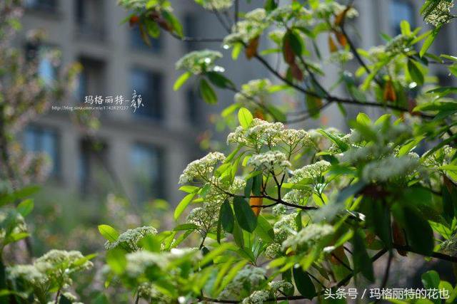 石楠花味道