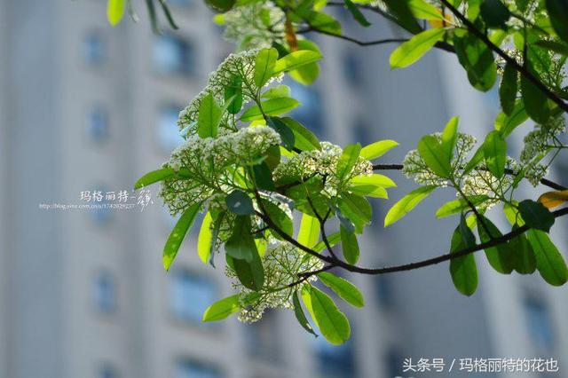 石楠花是哪个市的市花(石楠花是哪个城市的市花)