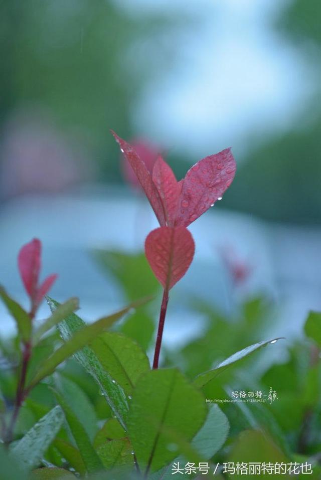 石楠花味道