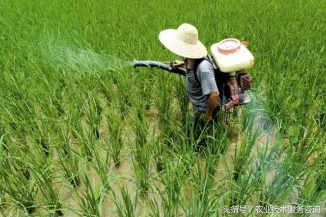 为什么刮大风、下雨、高温、高湿的情况下不宜使用化学农药2