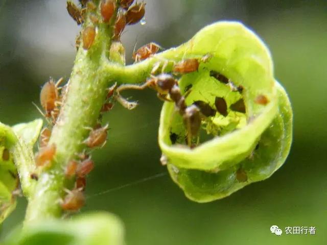 超实用，请收藏：虫害归类及防治用药