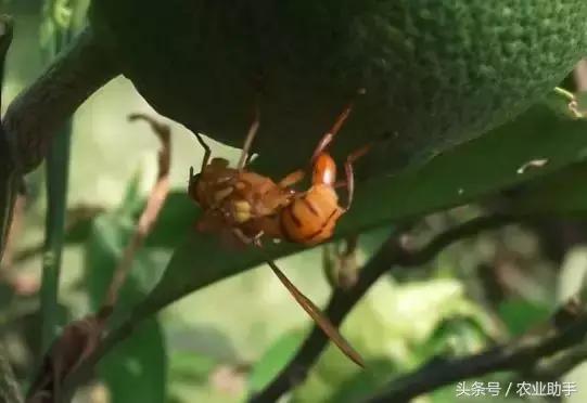 果农注意了，柑橘大实蝇终极防治手册来了！6