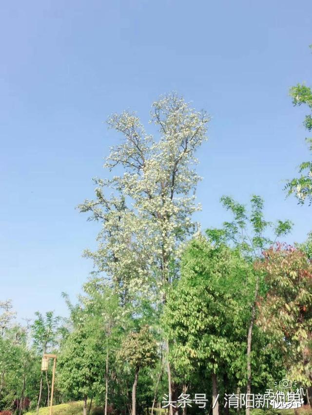 紫色槐花能吃吗 紫色槐花能吃吗（白色槐花能吃吗） 生活