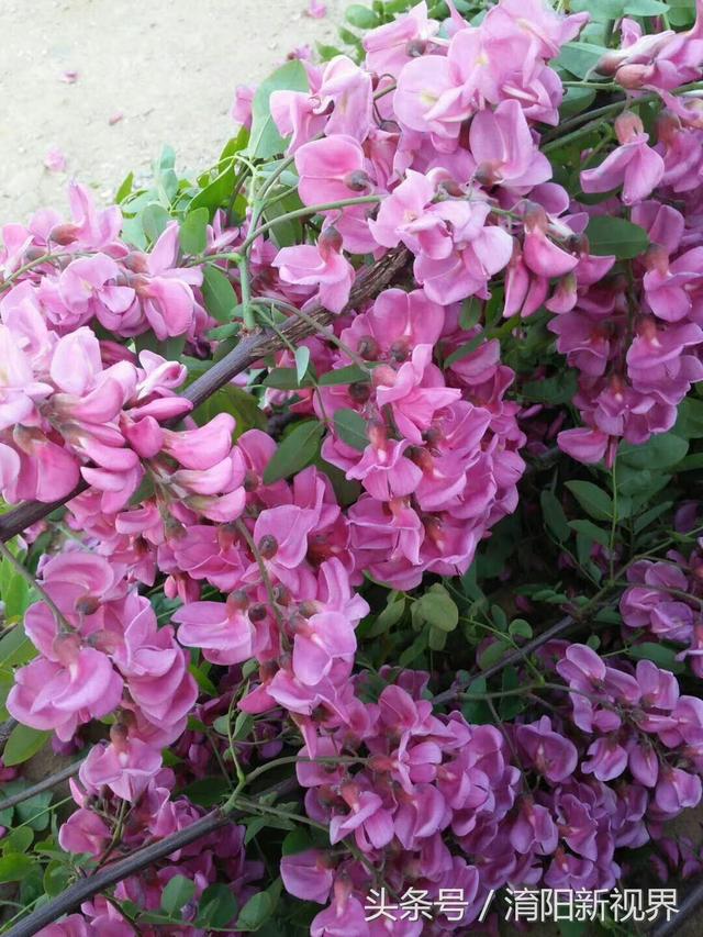 紫色槐花能吃吗 紫色槐花能吃吗（白色槐花能吃吗） 生活