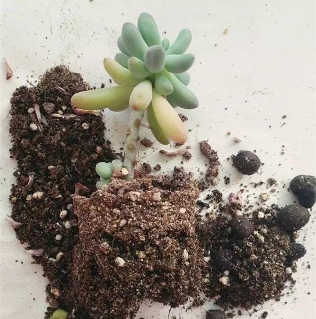 多肉换盆 多肉换盆（多肉换盆后多久晒太阳） 生活