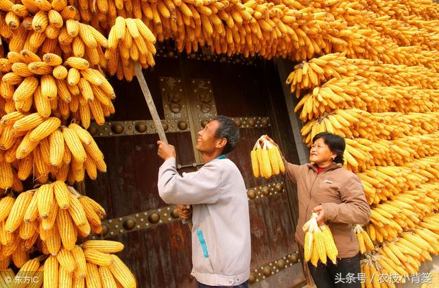 原来多效唑对作物竟然有这么大的作用！学习了！1