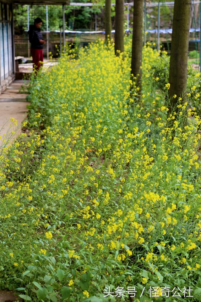 野油菜，4月中旬还在开花，这种杂草嫩叶可做冲菜，籽能榨油2