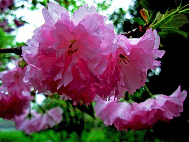 樱花的花语是什么 樱花的花语是什么（红色樱花的花语是什么） 生活