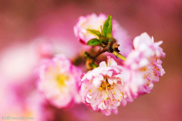 樱花的花语是什么 樱花的花语是什么（红色樱花的花语是什么） 生活