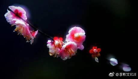 樱花的花语是什么 樱花的花语是什么（红色樱花的花语是什么） 生活