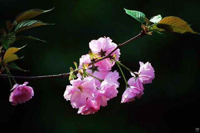 樱花的花语