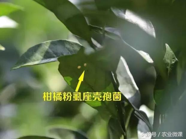 柑橘粉虱座壳孢菌，柑橘园中的有益菌！