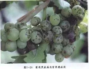 太全了！葡萄病虫害图谱整理（14病害+8虫害）8