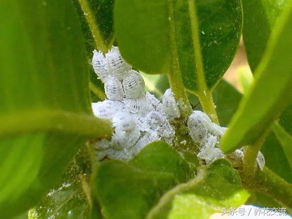 快速摆脱粉蚧虫几个小技巧，为啥家里的盆栽植物容易长粉蚧？3