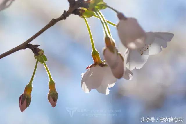 樱花种子