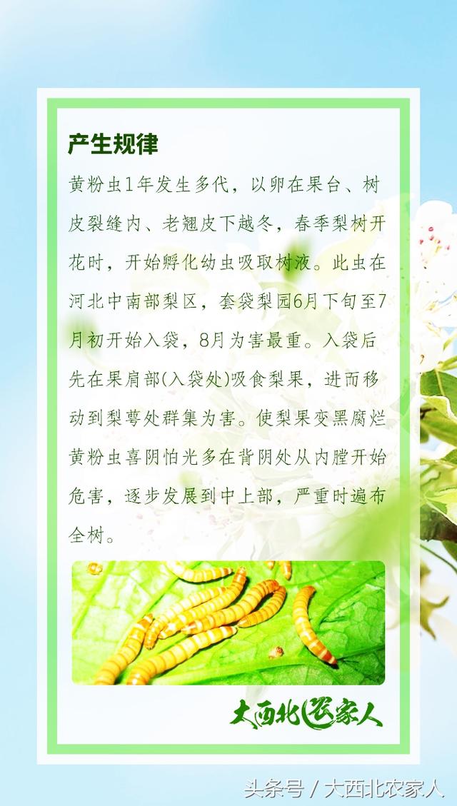 果园种植梨树发生黄粉虫病，发生原因及高效防治