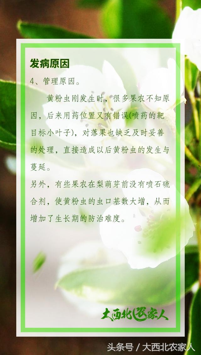 果园种植梨树发生黄粉虫病，发生原因及高效防治4