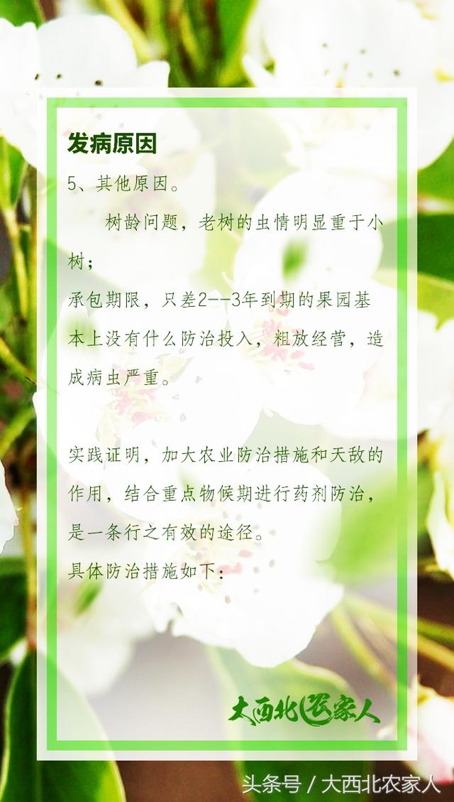 果园种植梨树发生黄粉虫病，发生原因及高效防治5