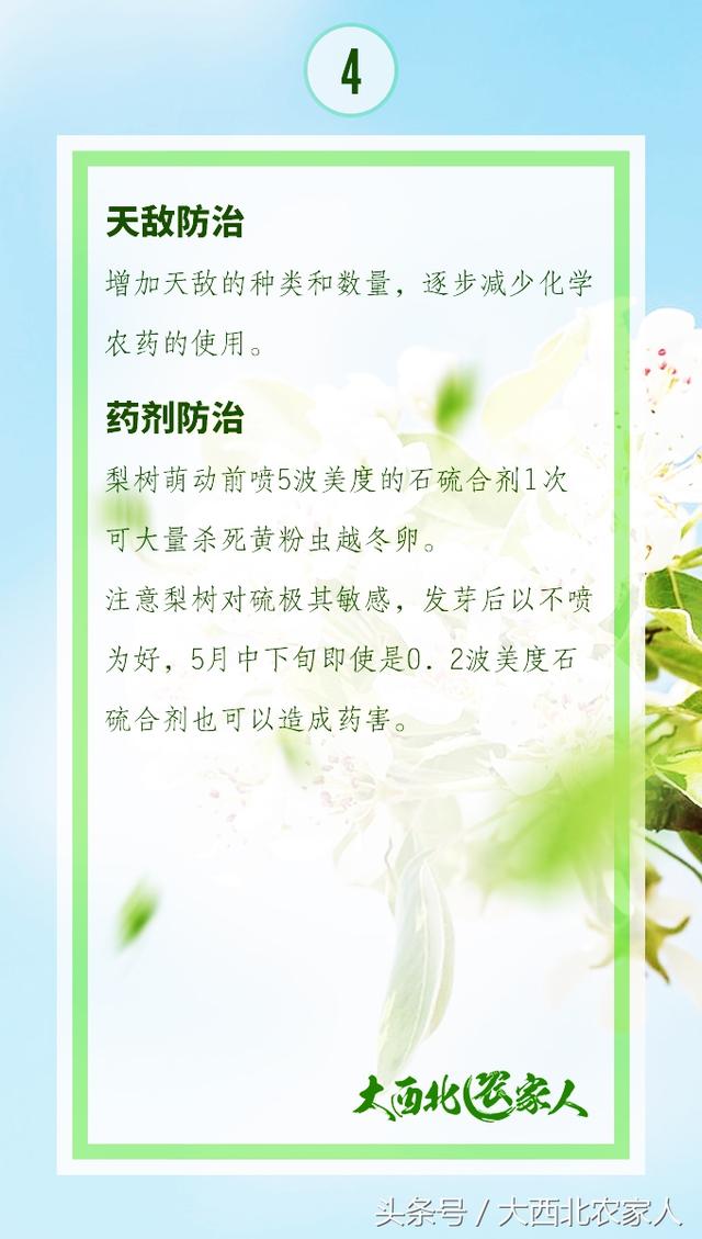 果园种植梨树发生黄粉虫病，发生原因及高效防治9