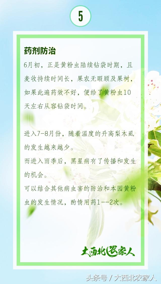 果园种植梨树发生黄粉虫病，发生原因及高效防治11