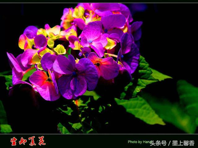 桔梗花的花语 桔梗花的花语  白色桔梗花的花语 生活