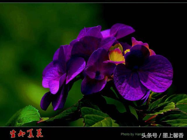 桔梗花的花语 桔梗花的花语  白色桔梗花的花语 生活